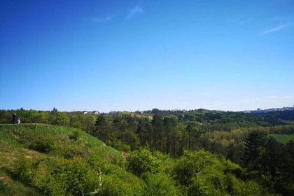 Arhiepiscopia Sucevei si Radautilor pune la vanzare lemn din padurile proprii