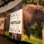 Centrul de Vizitare din Parcul Natural Vanatori Neamt isi imbunatateste expozitia interactiva FOTO