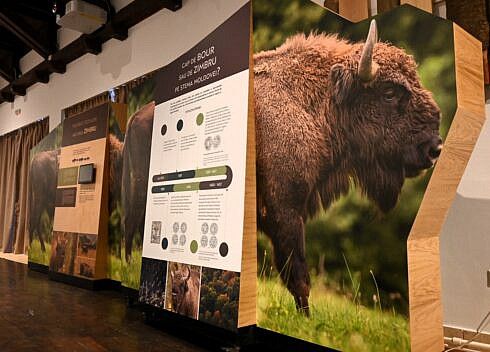 Centrul de Vizitare din Parcul Natural Vanatori Neamt isi imbunatateste expozitia interactiva FOTO