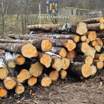 Control judiciar pentru doi suceveni suspectati de comiterea mai multor infractiuni la regimul silvic si a altor fapte asociate