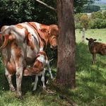 Foaie Verde de Bucovina subliniaza ca multi fermiere vor abandona cresterea animalelor Taranul roman nu va mai putea creste o vaca din nostalgie sau din placere