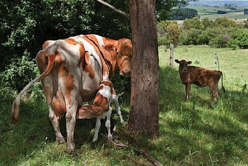 Foaie Verde de Bucovina subliniaza ca multi fermiere vor abandona cresterea animalelor Taranul roman nu va mai putea creste o vaca din nostalgie sau din placere