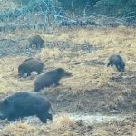 Mistreti in pregatire pentru meciul cu vanatorii foto