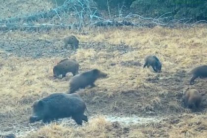 Mistreti in pregatire pentru meciul cu vanatorii foto