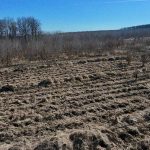 Silvicultorii de la ocolul Patrauti au sadit puieti pe o suprafata de 531 hectare utilizand metoda in vetre foto