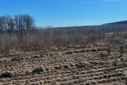 Silvicultorii de la ocolul Patrauti au sadit puieti pe o suprafata de 531 hectare utilizand metoda in vetre foto