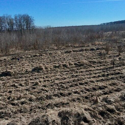 Silvicultorii de la ocolul Patrauti au sadit puieti pe o suprafata de 531 hectare utilizand metoda in vetre foto