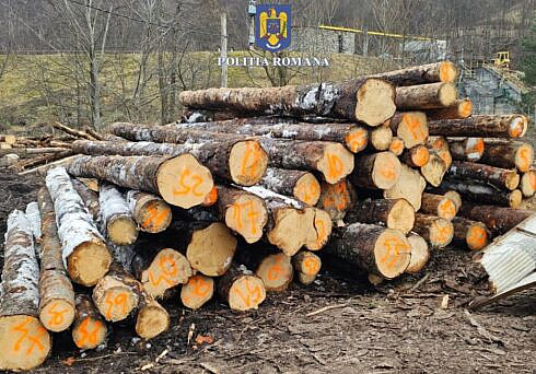 control judiciar pentru doi barbati care au comis 47 de infractiuni de natura silvica cu un prejudiciu de 200000 de euro