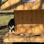 Au fost instalate noi casute pentru pisici in municipiul Suceava foto