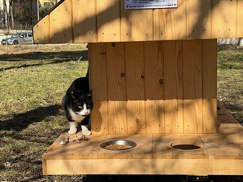 Au fost instalate noi casute pentru pisici in municipiul Suceava foto