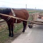 Barbat beat ranit dupa ce a cazut dintr o caruta pe DN 17B in comuna Crucea