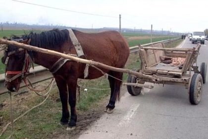Barbat beat ranit dupa ce a cazut dintr o caruta pe DN 17B in comuna Crucea