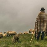 Cioban din Botosani angajat la stana unui sucevean condamnat la 5 ani si 2 luni de inchisoare pentru tentativa de omor