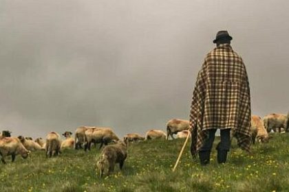 Cioban din Botosani angajat la stana unui sucevean condamnat la 5 ani si 2 luni de inchisoare pentru tentativa de omor