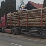 Doua transporturi ilegale de lemn depistate consecutiv la o intersectie Fiecare sofer a fost sanctionat cu o amenda de 20000 de lei iar lemnul a fost confiscat