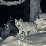 Haita de lupi pe urmele prazii in timpul noptii in Parcul National Calimani foto