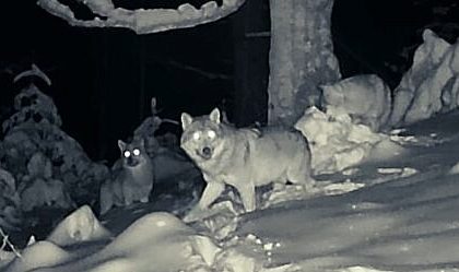 Haita de lupi pe urmele prazii in timpul noptii in Parcul National Calimani foto