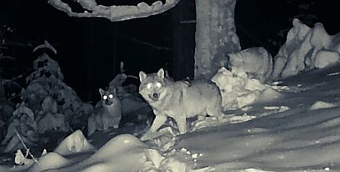Haita de lupi pe urmele prazii in timpul noptii in Parcul National Calimani foto