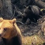 Lectie despre grija unei ursoaice pentru puiul ei in padurea din Brosheni foto