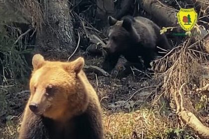 Lectie despre grija unei ursoaice pentru puiul ei in padurea din Brosheni foto