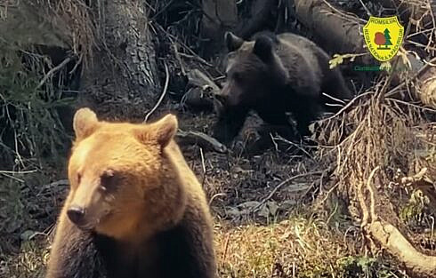 Lectie despre grija unei ursoaice pentru puiul ei in padurea din Brosheni foto