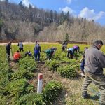 Puieti de molid din pepiniera cantonala Voievodeasa pregatiti pentru actiunile de impadurire foto