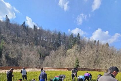 Puieti de molid din pepiniera cantonala Voievodeasa pregatiti pentru actiunile de impadurire foto