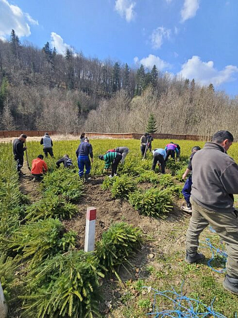 Puieti de molid din pepiniera cantonala Voievodeasa pregatiti pentru actiunile de impadurire foto