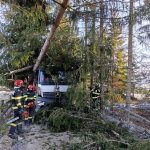 Un copac a cazut peste o autoutilitara intr o padura din Panaci