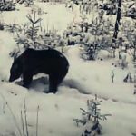 Ursul fericit ca a iesit din hibernare foto