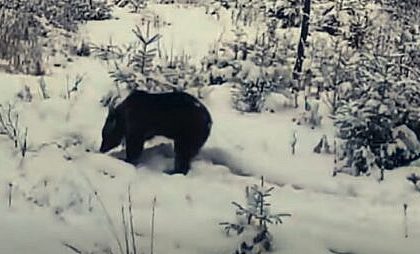 Ursul fericit ca a iesit din hibernare foto