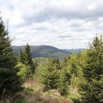 Romania se confrunta cu riscul de a nu avea o strategie de conservare a biodiversitatii in momentele in care are cea mai mare nevoie de acesta