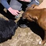A intrat sa hranesca cainele din curte desii avea ordin de protectie si a fost arestat pentru 24 de ore