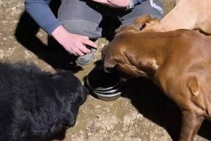 A intrat sa hranesca cainele din curte desii avea ordin de protectie si a fost arestat pentru 24 de ore