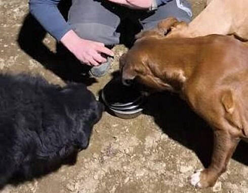 A intrat sa hranesca cainele din curte desii avea ordin de protectie si a fost arestat pentru 24 de ore