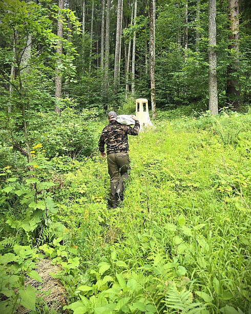 Animalele salbatice din padurile gestionate de Ocolul Silvic Putna tratate cu sare foto