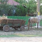 Doi barbati grav raniti dupa ce au fost aruncati din caruta de un cal speriat de zgomotul unui utilaj de pe DN2E