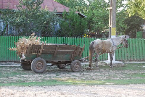 Doi barbati grav raniti dupa ce au fost aruncati din caruta de un cal speriat de zgomotul unui utilaj de pe DN2E