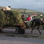 Femeie aruncata din caruta cu fan pe sosea dupa ce sotul a pierdut haturile si calul a pornit la fuga haotic