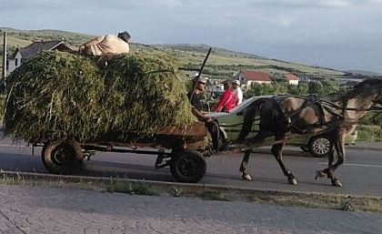 Femeie aruncata din caruta cu fan pe sosea dupa ce sotul a pierdut haturile si calul a pornit la fuga haotic