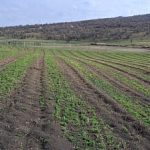 Garda Forestiera Suceava anunta ca au fost impadurite peste 2300 de hectare prin proiecte finantate cu fonduri europene prin PNRR FOTO