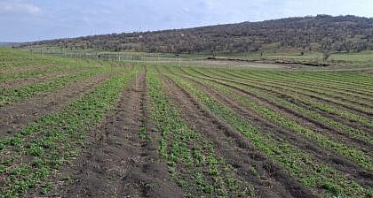 Garda Forestiera Suceava anunta ca au fost impadurite peste 2300 de hectare prin proiecte finantate cu fonduri europene prin PNRR FOTO