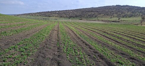 Garda Forestiera Suceava anunta ca au fost impadurite peste 2300 de hectare prin proiecte finantate cu fonduri europene prin PNRR FOTO