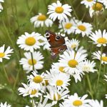 Legea biodiversitatii intre cele 972 de milioane de euro si dificultatile din sectorul bio din Romania