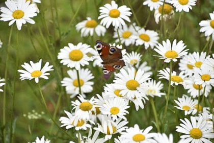 Legea biodiversitatii intre cele 972 de milioane de euro si dificultatile din sectorul bio din Romania