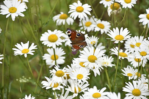 Legea biodiversitatii intre cele 972 de milioane de euro si dificultatile din sectorul bio din Romania