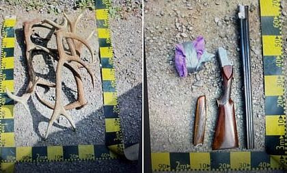 Pusca neinregistrata cartuse si patru coarne de cerb descoperite in vehiculul unui barbat din Izvoarele Sucevei