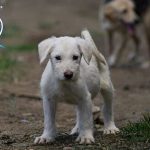 Targ Gratuit de Adoptie pentru Catei pe 8 August la Intrarea in Parcul Sipote din Suceava foto