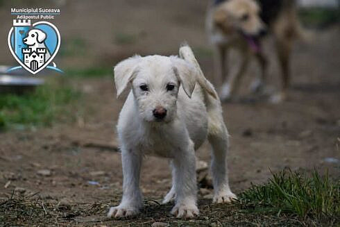 Targ Gratuit de Adoptie pentru Catei pe 8 August la Intrarea in Parcul Sipote din Suceava foto