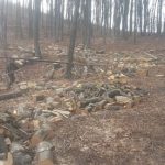Un tanar de 26 de ani din Maneuti va fi adus din Anglia unde lucreaza pentru a si isparsi 6 luni de inchisoare pentru furt de arbori